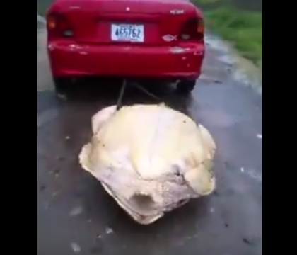 Au legat o testoasa si au tarat-o cu masina pe strada, apoi au ucis-o cu cruzime si au filmat totul. Ce risca tinerii. VIDEO