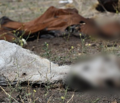 Trupurile a zeci de cai, in stare de descompunere, descoperite pe o campie. Pedeapsa pe care a primit-o proprietarul
