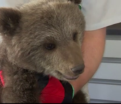 Pui de urs abandonat de mama, salvat de la moarte sigura de un padurar, in Polonia Pui de urs abandonat de mama, salvat de la moarte sigura de un padurar, in Polonia