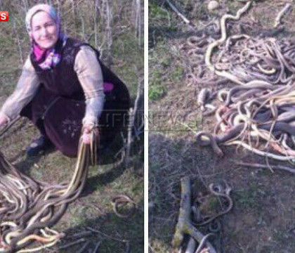 Gestul facut de o femeie din Rusia dupa ce a descoperit un cuib de serpi in timp ce planta cartofi in gradina. FOTO Gestul facut de o femeie din Rusia dupa ce a descoperit un cuib de serpi in timp ce planta cartofi in gradina. FOTO