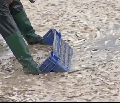Imagini apocaliptice pe plajele din Chile. Motivul pentru care milioane de pesti aflati in putrefactie au ajuns pe coasta Imagini apocaliptice pe plajele din Chile. Motivul pentru care milioane de pesti aflati in putrefactie au ajuns pe coasta