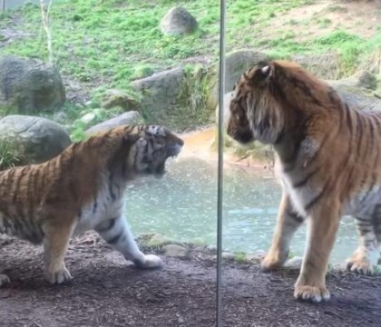 Cea mai groaznica trezire de dimineata. Imaginile surprinse de o familie intr-o gradina zoologica - VIDEO Cea mai groaznica trezire de dimineata. Imaginile surprinse de o familie intr-o gradina zoologica - VIDEO