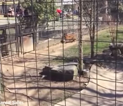 O femeie sare in cusca tigrului, la Zoo, ca sa-si recupereze palaria luata de vant. Scenele care au urmat, FILMATE 