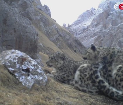 Ritualul de imperechere al leoparzilor de zapada, fotografiat pentru prima data in istorie. Unde a fost surprinsa scena - VIDEO Ritualul de imperechere al leoparzilor de zapada, fotografiat pentru prima data in istorie. Unde a fost surprinsa scena - VIDEO