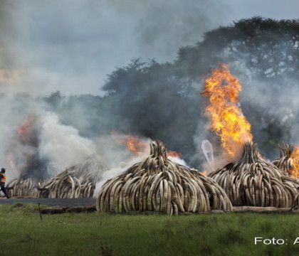 Peste 100 de tone de fildes au fost arse in Kenya. Suma fabuloasa a coltilor de elefanti pe piata neagra - VIDEO Peste 100 de tone de fildes au fost arse in Kenya. Suma fabuloasa a coltilor de elefanti pe piata neagra - VIDEO