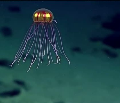 Creatura bizara descoperita in Groapa Marianelor. Specia este necunoscuta cercetatorilor americani