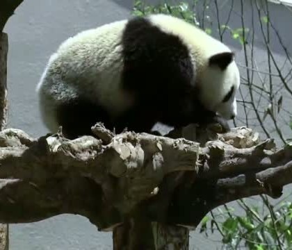 Uite cat e de obraznic. Soferul acestei Skoda sfideaza orice regula de circulatie. VIDEO