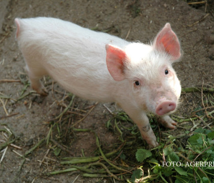 Informatiile pe care trebuie sa le verificam pe eticheta carnii de porc. Ce au descoperit studiile din ultimii ani Informatiile pe care trebuie sa le verificam pe eticheta carnii de porc. Ce au descoperit studiile din ultimii ani