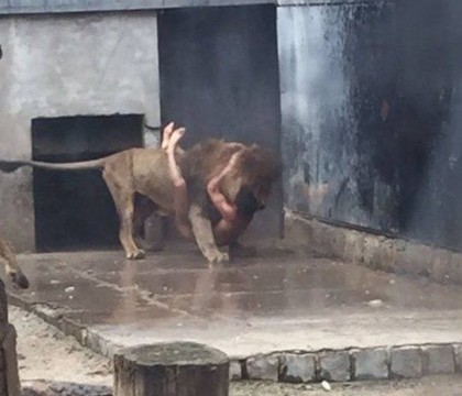 Scene infioratoare la o gradina zoologica din Chile. Ce a urmat dupa ce un tanar s-a dezbracat si a intrat in cusca leilor