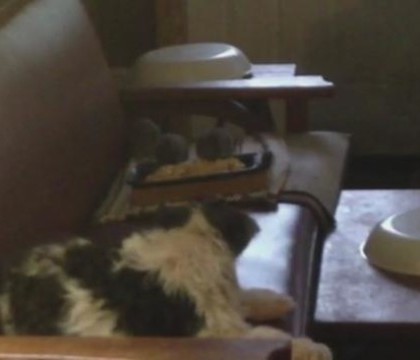 Descoperirea socanta a unor politisti chemati pentru "o problema cu sobolanii". Ce au gasit intr-o casa abandonata Descoperirea socanta a unor politisti chemati pentru "o problema cu sobolanii". Ce au gasit intr-o casa abandonata