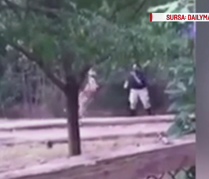 "meci de box" spontan la zoo, in SUA. Gestul unui ingrijitor atacat de un cangur a starnit amuzamentul vizitatorilor