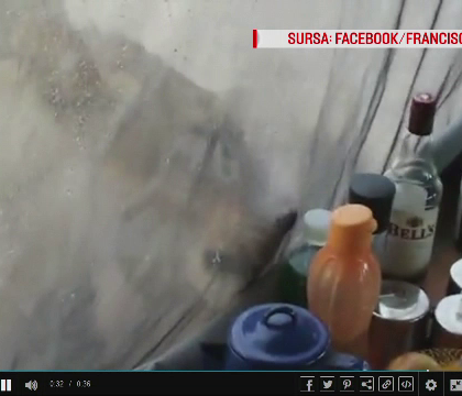 Momentul in care trei leoaice dau de cortul instalat de un cuplu, intr-o rezervatie naturala. Scenele care au urmat - VIDEO Momentul in care trei leoaice dau de cortul instalat de un cuplu, intr-o rezervatie naturala. Scenele care au urmat - VIDEO