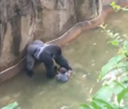Cazul gorilei impuscate, dupa ce un copil a cazut in cusca ei. Parintii ar putea fi invinuiti pentru moartea animalului Cazul gorilei impuscate, dupa ce un copil a cazut in cusca ei. Parintii ar putea fi invinuiti pentru moartea animalului