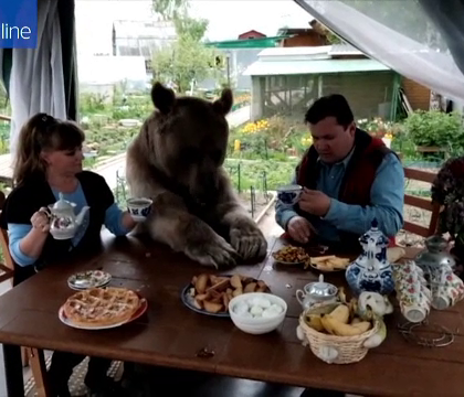 O familie locuieste impreuna cu un urs de 140 de kilograme. Animalul se uita la televizor si sta la masa cu stapanii lui