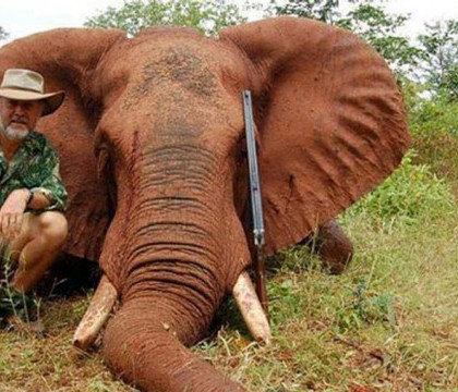 Raspunsul uluitor al unui parlamentar australian, acuzat ca a vanat un elefant in Zimbabwe. "E o alternativa organica" Raspunsul uluitor al unui parlamentar australian, acuzat ca a vanat un elefant in Zimbabwe. "E o alternativa organica"