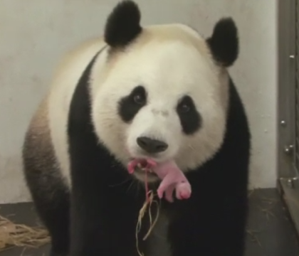 Premiera in Belgia, unde o femela panda a fatat la ZOO din Bruxelles. Puiul cantareste 170 de grame Premiera in Belgia, unde o femela panda a fatat la ZOO din Bruxelles. Puiul cantareste 170 de grame