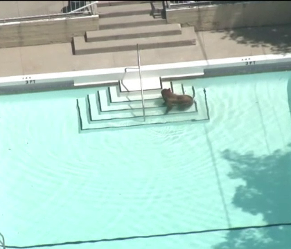 Urs toropit de caldura filmat in timp ce se racorea in piscina unei vile. Proprietarii au privit totul de la balcon Urs toropit de caldura filmat in timp ce se racorea in piscina unei vile. Proprietarii au privit totul de la balcon