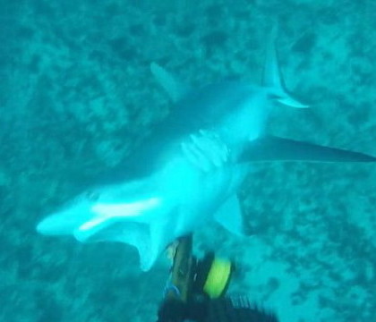 A iesit la pescuit cu sulita, dar a dat peste un rechin fioros. Atacul surprins de camera purtata de tanar - VIDEO A iesit la pescuit cu sulita, dar a dat peste un rechin fioros. Atacul surprins de camera purtata de tanar - VIDEO