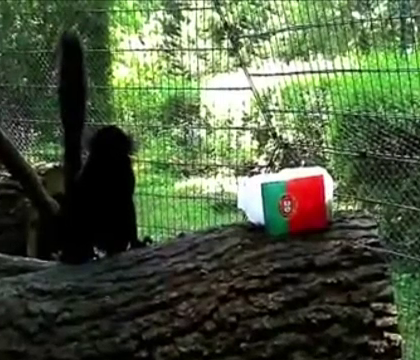 Ce pronostic au dat animalele de la ZOO Targu-Mures pentru meciul Belgia - Tara Galilor. Lemurii au ghicit rezultatul de joi