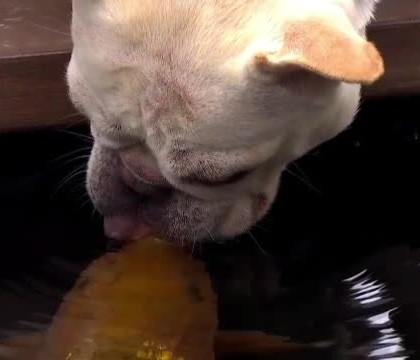 Poveste neobisnuita de iubire in SUA. O catelusa bulldog este amorezata de un peste japonez, din specia Koi