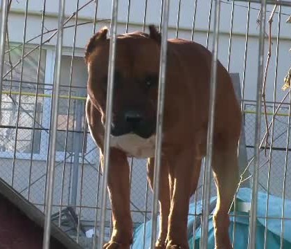 O bunica din Bucuresti, mutilata de un caine din rasa Amstaff. Ce s-a intamplat in cateva momente de la atac O bunica din Bucuresti, mutilata de un caine din rasa Amstaff. Ce s-a intamplat in cateva momente de la atac