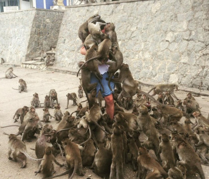 Un tanar a intrat in cusca maimutelor, la gradina zoologica. Ce s-a intamplat in secunda urmatoare a devenit viral - FOTO Un tanar a intrat in cusca maimutelor, la gradina zoologica. Ce s-a intamplat in secunda urmatoare a devenit viral - FOTO