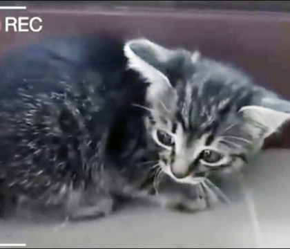 Cativa adolescenti rusi au torturat un pisoi pentru like-uri pe retelele sociale. Chinurile la care a fost supus Vasya