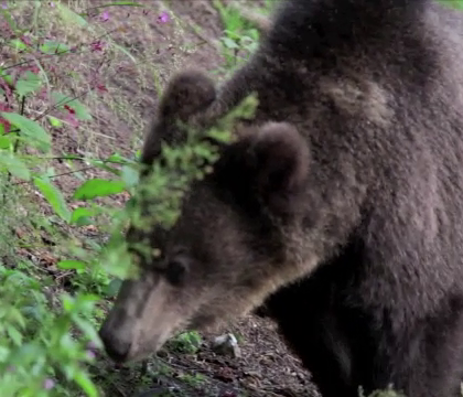 Specialistii cer aprobare pentru a-l omori pe ursul care a atacat o persoana in Brasov. "Este foarte periculos" Specialistii cer aprobare pentru a-l omori pe ursul care a atacat o persoana in Brasov. "Este foarte periculos"