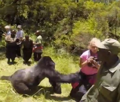 A mers cu sotul intr-un safari in luna de miere, dar a trait un soc. Ce s-a intamplat cand s-au intalnit cu o gorila. VIDEO A mers cu sotul intr-un safari in luna de miere, dar a trait un soc. Ce s-a intamplat cand s-au intalnit cu o gorila. VIDEO