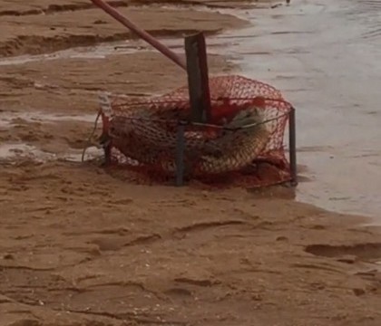 Surpriza traita de cativa pescari din Australia. Ce au gasit intr-un navod - VIDEO Surpriza traita de cativa pescari din Australia. Ce au gasit intr-un navod - VIDEO