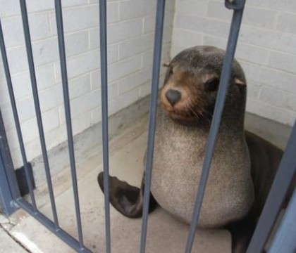 O foca a fost gasita dormind intr-o toaleta publica din Australia. Cum au reactionat autoritatile - FOTO 