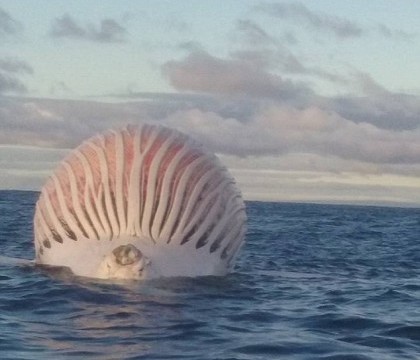 Un pescar din Australia a vazut in ocean un "balon" urias devorat de rechini. Ce era de fapt Un pescar din Australia a vazut in ocean un "balon" urias devorat de rechini. Ce era de fapt