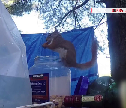 Veverita hoata, filmata in timp ce da atacul la proviziile unor tineri. A reusit sa desfaca borcanul cu nuci si alune Veverita hoata, filmata in timp ce da atacul la proviziile unor tineri. A reusit sa desfaca borcanul cu nuci si alune