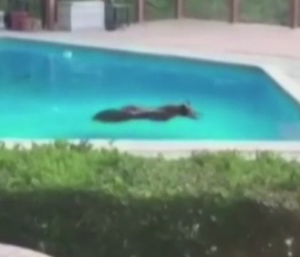Un urs a patruns in curtea unei familii din California si a facut o baie in piscina. Ce au facut proprietarii casei