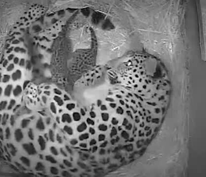 Noua atractie de la o gradina zoologica din Marea Britanie. In lume, mai sunt doar 270 de exemplare