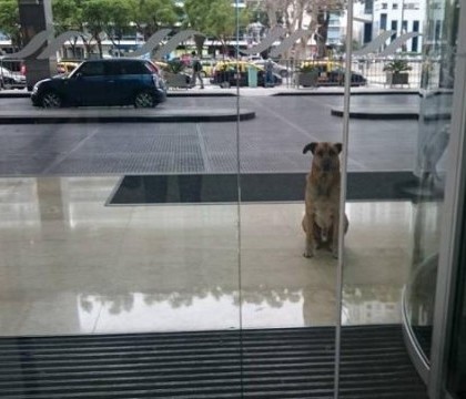 O insotitoare de zbor a adoptat un caine al strazii care a asteptat-o sase luni in fata hotelului ei din Buenos Aires O insotitoare de zbor a adoptat un caine al strazii care a asteptat-o sase luni in fata hotelului ei din Buenos Aires
