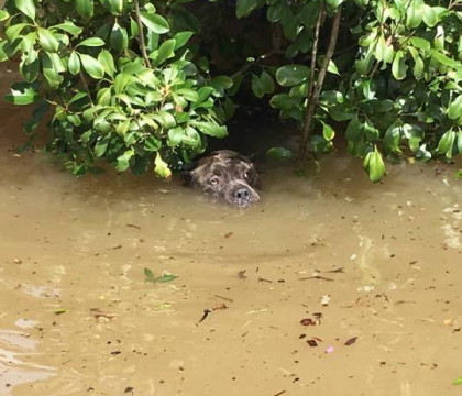 Imagine tulburatoare la inundatiile puternice din Louisiana. Un caine incearca sa reziste in apa care ii ajunge pana la nas Imagine tulburatoare la inundatiile puternice din Louisiana. Un caine incearca sa reziste in apa care ii ajunge pana la nas