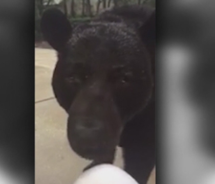 Intalnirea infricosatoare a unei femei cu un urs urias. Ce a facut cand animalul s-a apropiat de ea - VIDEO Intalnirea infricosatoare a unei femei cu un urs urias. Ce a facut cand animalul s-a apropiat de ea - VIDEO