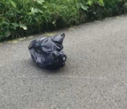 A gasit o punga care se misca, in mijlocul drumului si a desfacut-o. Descoperirea surprinzatoare pe care a facut-o inauntru A gasit o punga care se misca, in mijlocul drumului si a desfacut-o. Descoperirea surprinzatoare pe care a facut-o inauntru