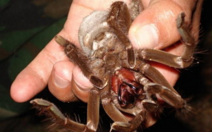 "Invazia tarantulelor" in California. Paianjenii ies de sub pamant in mai multe orase din SUA. VIDEO