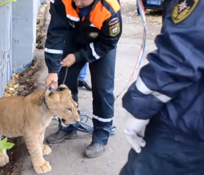 Pui de leu, gasit pe strada in centrul unui oras din Rusia. Care a fost prima reactie a trecatorilor Pui de leu, gasit pe strada in centrul unui oras din Rusia. Care a fost prima reactie a trecatorilor