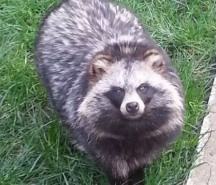 Si-a pierdut catelul in parc, iar stapanul se teme ca patrupedul sa nu fie confundat cu un raton. Cum arata Kekei. FOTO Si-a pierdut catelul in parc, iar stapanul se teme ca patrupedul sa nu fie confundat cu un raton. Cum arata Kekei. FOTO