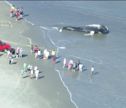 O balena uriasa a esuat pe o plaja din New Jersey. Ce au descoperit medicii la necropsie - VIDEO
