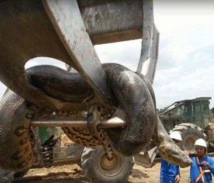 Sarpe anaconda urias, cu diametrul de un metru si 400 de kilograme, descoperit pe un santier din Brazilia. VIDEO Sarpe anaconda urias, cu diametrul de un metru si 400 de kilograme, descoperit pe un santier din Brazilia. VIDEO