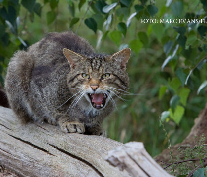 Ecologistii acuza Ministerul Mediului ca permite impuscarea animalelor salbatice pe baza unor studii gresite Ecologistii acuza Ministerul Mediului ca permite impuscarea animalelor salbatice pe baza unor studii gresite