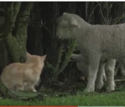 Cum arata motanul care s-a atasat atat de tare de cativa miei incat a ajuns sa se comporte ca ei - VIDEO
