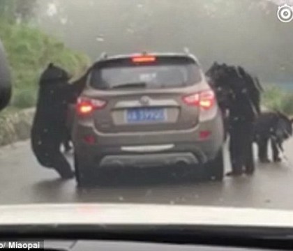 Momentul in care cativa ursi au inconjurat o masina si incearca sa-i deschida portiera, filmat. Cum s-a incheiat incidentul Momentul in care cativa ursi au inconjurat o masina si incearca sa-i deschida portiera, filmat. Cum s-a incheiat incidentul