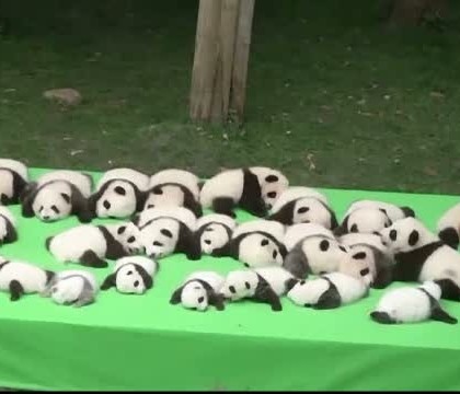 23 de pui de urs panda au cucerit vizitatorii de la o gradina zoologica. Unii dintre ei au doar o luna de viata 23 de pui de urs panda au cucerit vizitatorii de la o gradina zoologica. Unii dintre ei au doar o luna de viata