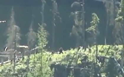 A crezut ca l-a pozat pe Bigfoot. Ce a surprins in realitate in imagini