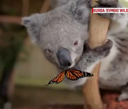 Prietenia neobisnuita dintre un ursulet koala si un fluture, principala atractie dintr-un parc natural din Australia - VIDEO Prietenia neobisnuita dintre un ursulet koala si un fluture, principala atractie dintr-un parc natural din Australia - VIDEO